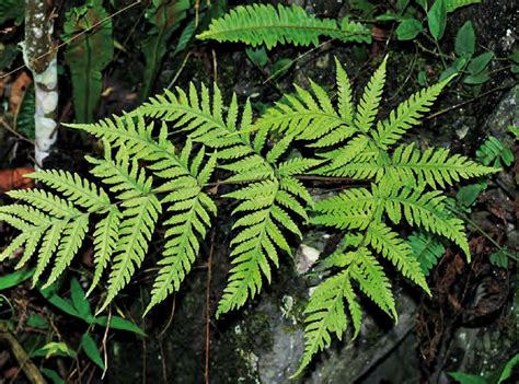 蕨 類 植物 代表 品種|Nature Story